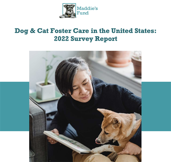 National Foster Survey